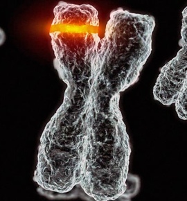 Хромосомные аберрации